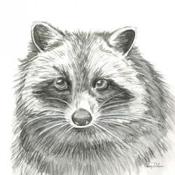 Watercolor Pencil Forest VI-Raccoon | Obraz na stenu