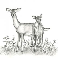 Watercolor Pencil Forest X-Deer Family | Obraz na stenu
