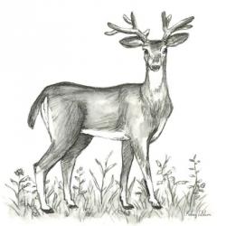 Watercolor Pencil Forest XI-Deer 2 | Obraz na stenu