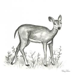 Watercolor Pencil Forest XII-Fawn 2 | Obraz na stenu