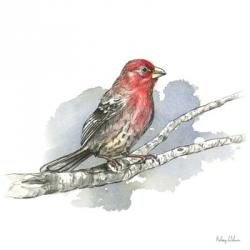 Birds & Branches IV-House Finch | Obraz na stenu