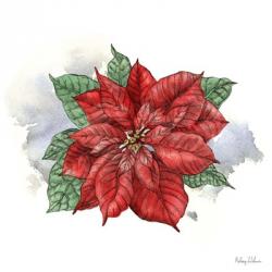 Winter Poinsetta I | Obraz na stenu