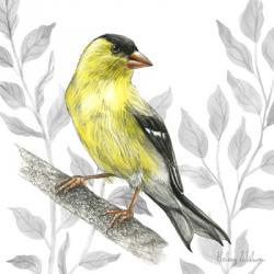 Backyard Birds III-Goldfinch I | Obraz na stenu