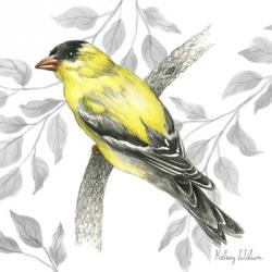 Backyard Birds IV-Goldfinch II | Obraz na stenu