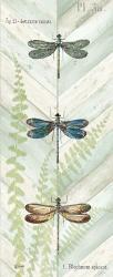 Dragonfly Botanical Panels I | Obraz na stenu