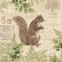 Woodland Trail III (Squirrel) | Obraz na stenu