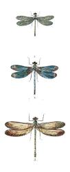 Dragonfly Study I | Obraz na stenu