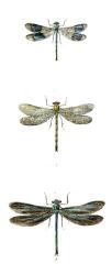 Dragonfly Study II | Obraz na stenu