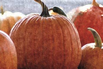 Fall Pumpkin | Obraz na stenu