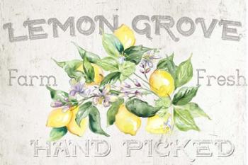 Lemon Grove I | Obraz na stenu