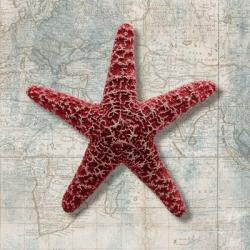 Starfish | Obraz na stenu