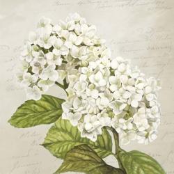 Hydrangeas III (Neutre) | Obraz na stenu