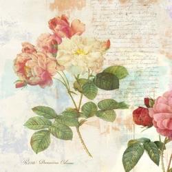 Redoute's Roses 2.0 I | Obraz na stenu