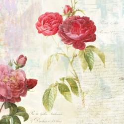 Redoute's Roses 2.0 II | Obraz na stenu