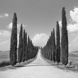 Cypress alley, San Quirico d'Orcia, Tuscany (detail) | Obraz na stenu