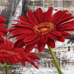 Red Gerberas II | Obraz na stenu