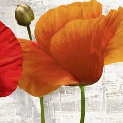 Summer Poppies II | Obraz na stenu