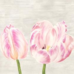 Classic Tulips I | Obraz na stenu