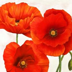 Poppies I | Obraz na stenu