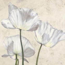 Poppies in White II | Obraz na stenu
