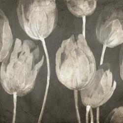 Washed Tulips I | Obraz na stenu