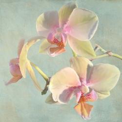 Jewel Orchids I | Obraz na stenu
