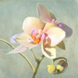 Jewel Orchids II | Obraz na stenu