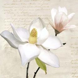 Ivory Magnolia I | Obraz na stenu