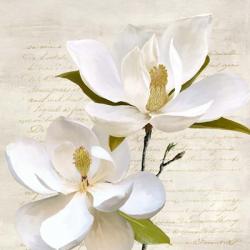Ivory Magnolia II | Obraz na stenu