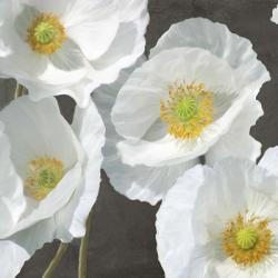 Poppies on Chalkboard I | Obraz na stenu