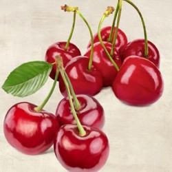 Cherries | Obraz na stenu