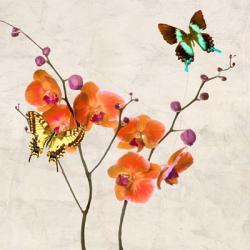 Orchids & Butterflies I | Obraz na stenu