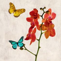 Orchids & Butterflies II | Obraz na stenu
