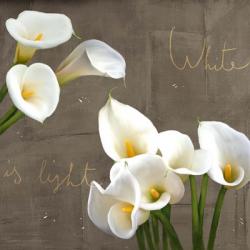 White Callas | Obraz na stenu