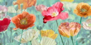 Poppies in Bloom | Obraz na stenu
