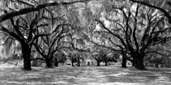 Avenue of Oaks, South Carolina | Obraz na stenu