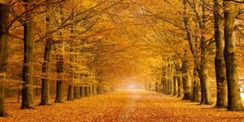 Woods in Autumn | Obraz na stenu