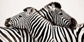 Zebras in Love | Obraz na stenu