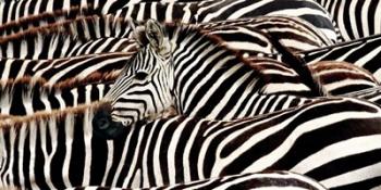 Herd of Zebras | Obraz na stenu