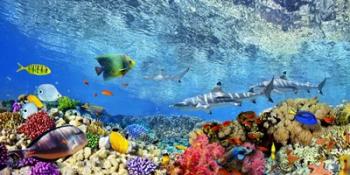 Reef Sharks and fish, Indian Sea | Obraz na stenu