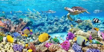 Sea Turtle and fish, Maldivian Coral Reef | Obraz na stenu