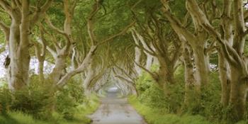 The Dark Hedges, Ireland | Obraz na stenu