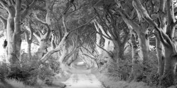 The Dark Hedges, Ireland (BW) | Obraz na stenu