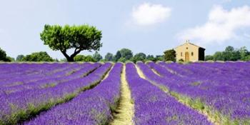 Lavender Fields, France | Obraz na stenu