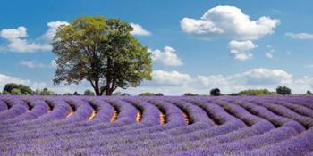 Lavender Field in Provence, France | Obraz na stenu