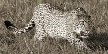 Leopard Hunting | Obraz na stenu