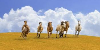 Herd of Wild Horses | Obraz na stenu