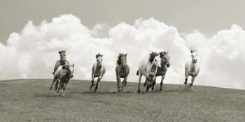 Herd of Wild Horses (BW) | Obraz na stenu