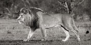 Lion Walking in African Savannah | Obraz na stenu