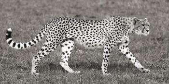 Cheetah Hunting, Masai Mara | Obraz na stenu